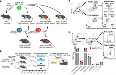 B-cell-specific MhcII regulates microbiota composition in a primarily IgA-independent manner